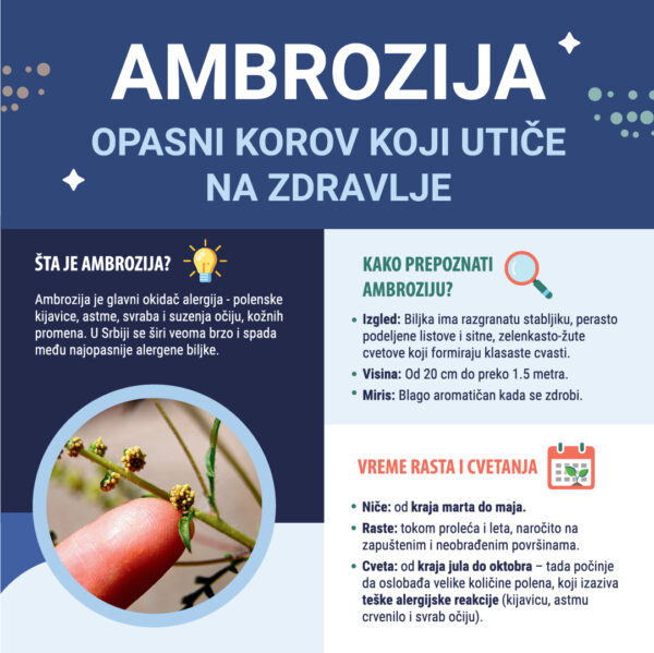 Ambrozija – opasni korov koji utiče na zdravlje